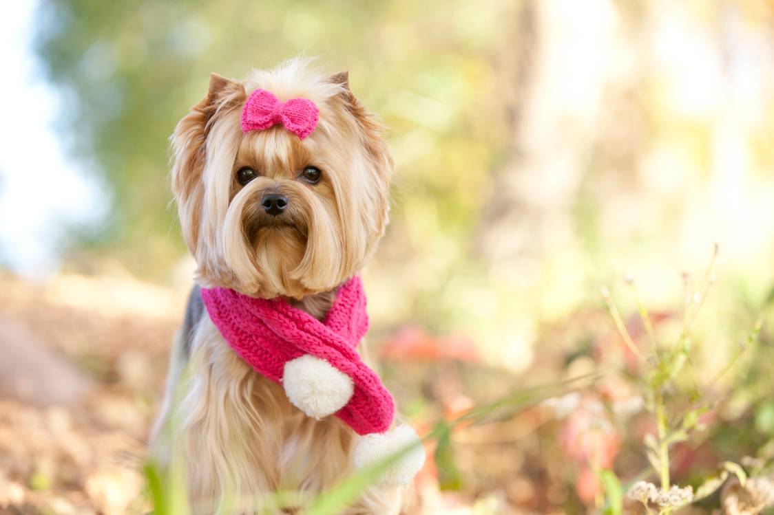 Yorkshire terrier pet dog autumn woods pink scarf and bow