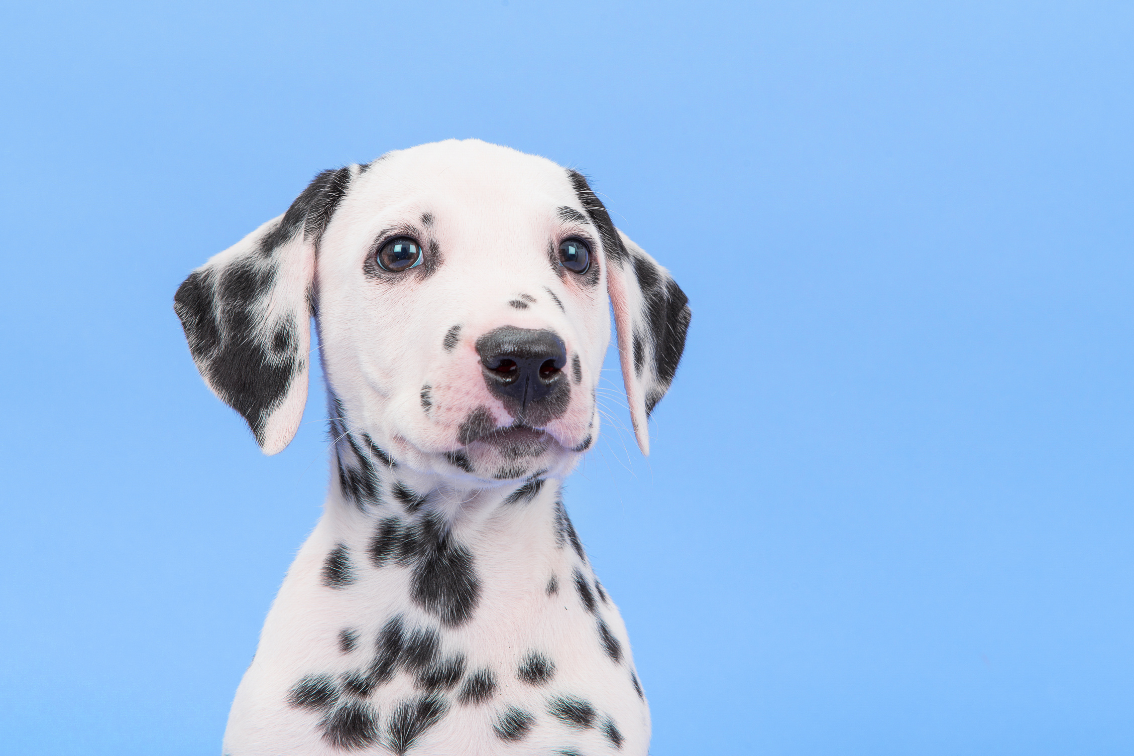 Cute black and white dalmatian puppy portrait facing the camera on a blue background
